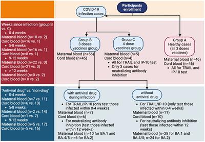 Evaluating TRAIL and IP-10 alterations in vaccinated pregnant women after COVID-19 diagnosis and their correlation with neutralizing antibodies